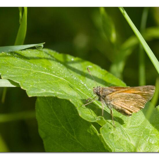 Rostfarbiger Dickkopffalter: Tier im Habitat Landwirtschaftliche Wiese in der NatureSpots App