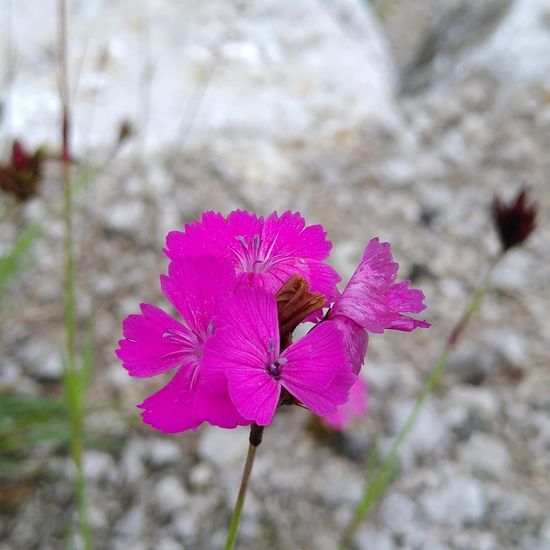 Dianthus carthusianorum: Plant in habitat Flowerbed in the NatureSpots App