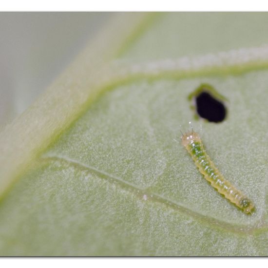 Kleiner Kohlweißling: Tier im Habitat Garten in der NatureSpots App