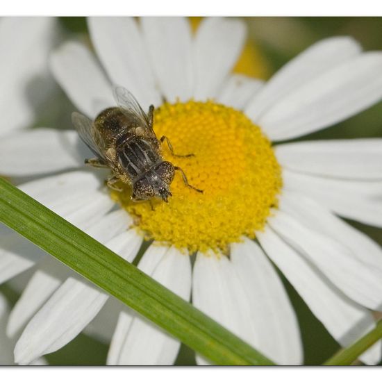 Schwarze Augenfleck-Schwebfliege: Tier im Habitat Grasland und Büsche in der NatureSpots App