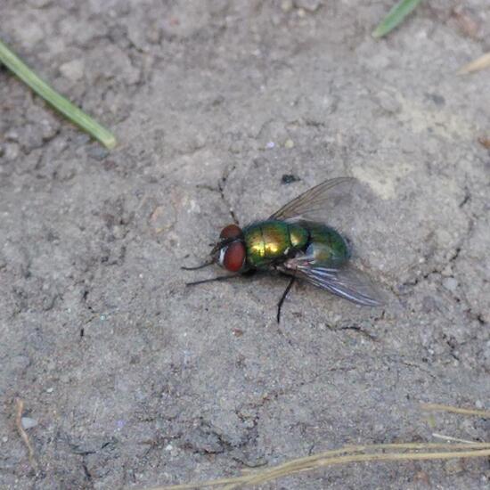 Goldfliege: Tier im Habitat Garten in der NatureSpots App