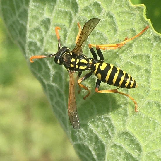 Haus-Feldwespe: Tier im Habitat Garten in der NatureSpots App