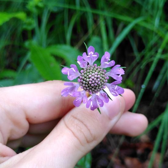 Scabiosa columbaria: Plant in habitat Temperate forest in the NatureSpots App