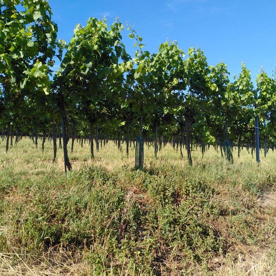 Landschaft: Landwirtschaft im Habitat Weingut in der NatureSpots App