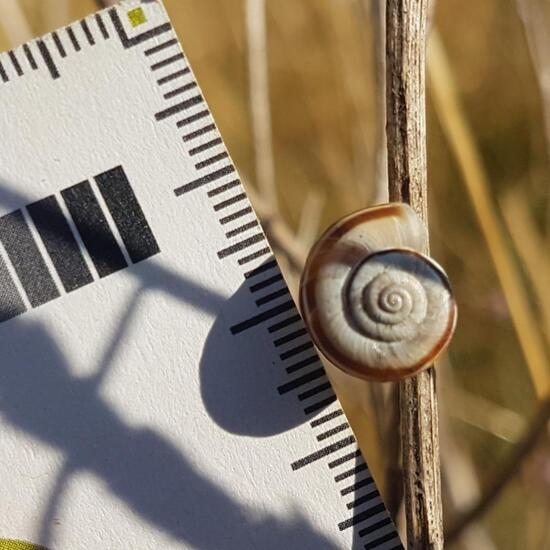 Gastropoda: Animal in habitat Natural Meadow in the NatureSpots App