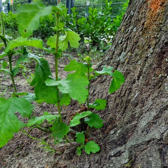 andere Art: Pflanze im Habitat Strasse/Verkehr in der NatureSpots App