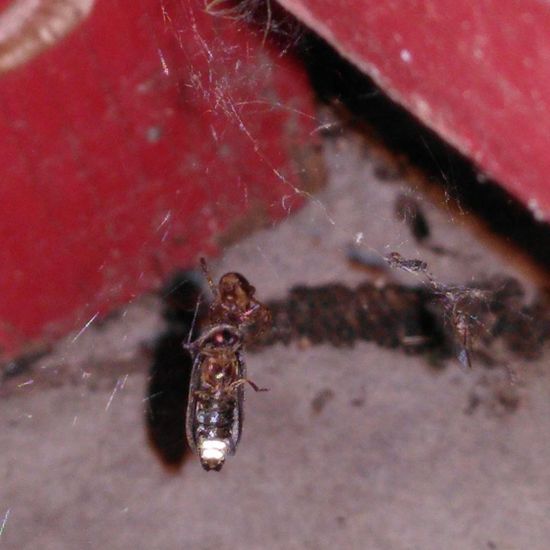 Kleiner Leuchtkäfer: Tier im Habitat Garten in der NatureSpots App