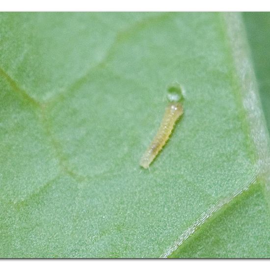 Kleiner Kohlweißling: Tier im Habitat Garten in der NatureSpots App