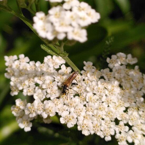 Grüner Scheinbockkäfer: Tier im Habitat Garten in der NatureSpots App