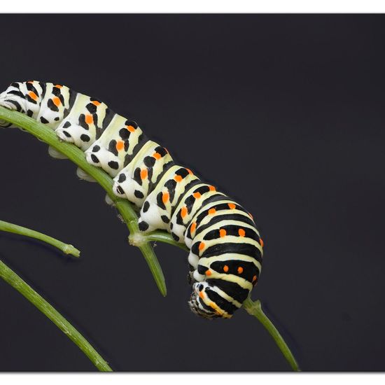 Schwalbenschwanz: Tier im Habitat Innenraum in der NatureSpots App