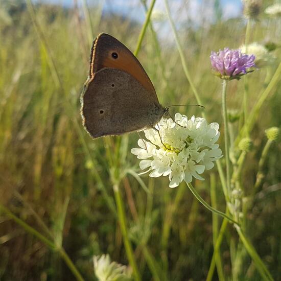 Großes Ochsenauge: Tier im Habitat Naturnahe Wiese in der NatureSpots App