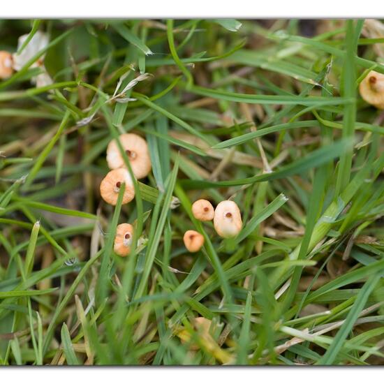 Marasmius curreyi: Mushroom in nature in the NatureSpots App