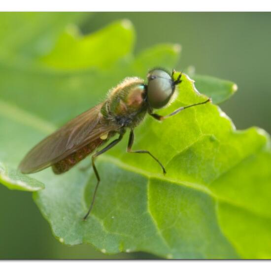 Chloromyia formosa: Animal in habitat Garden in the NatureSpots App
