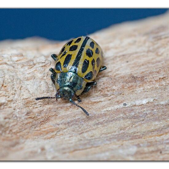 Chrysomela vigintipunctata: Animal in habitat Garden in the NatureSpots App