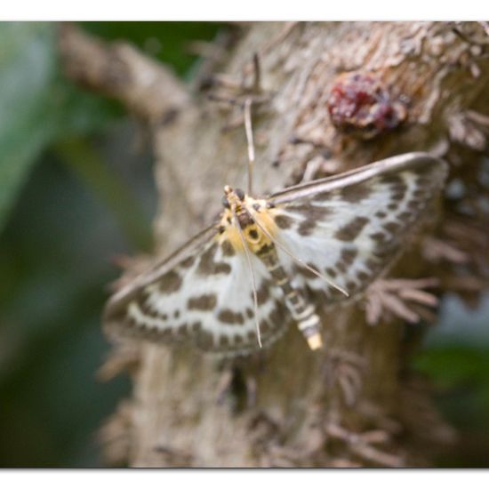 Brennnesselzünsler: Tier im Habitat Garten in der NatureSpots App