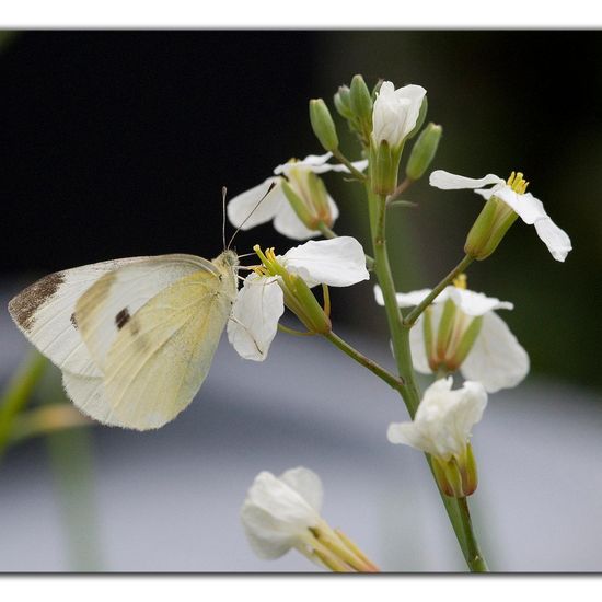 Kleiner Kohlweißling: Tier im Habitat Garten in der NatureSpots App