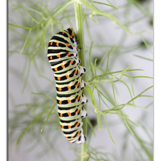 Papilio machaon: Animal in habitat Living space or Indoor in the NatureSpots App