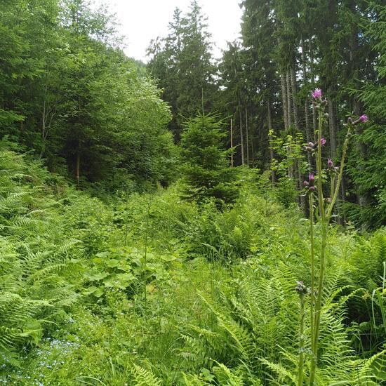 Landscape: Forest in habitat Temperate forest in the NatureSpots App