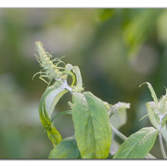 Buddleja davidii: Plant in habitat Grassland in the NatureSpots App