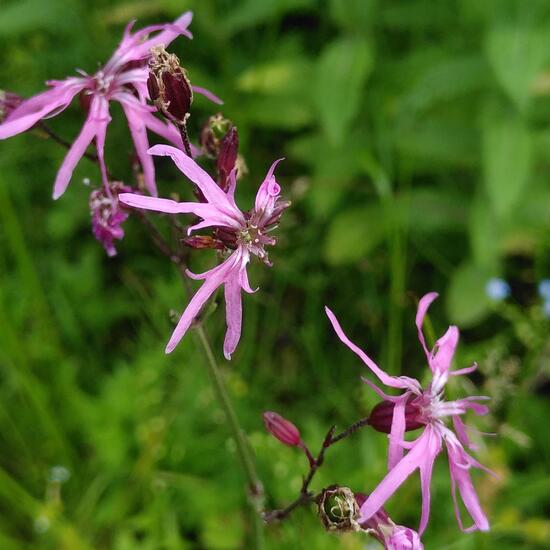 Lychnis flos-cuculi: Plant in habitat Natural Meadow in the NatureSpots App