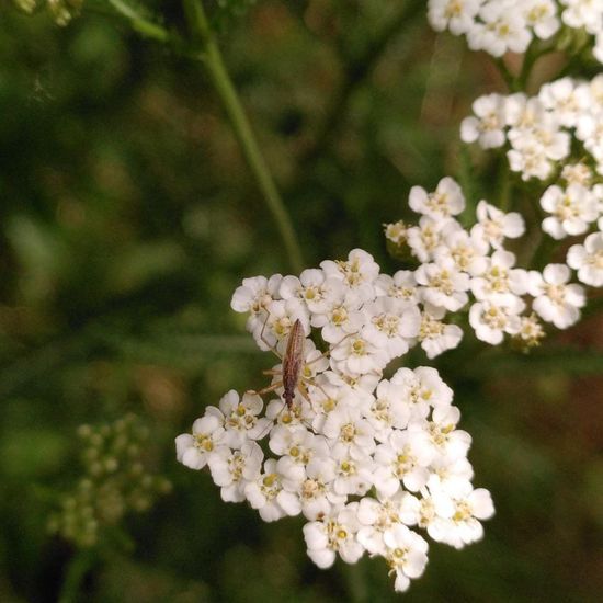 Nabis limbatus: Tier im Habitat Garten in der NatureSpots App