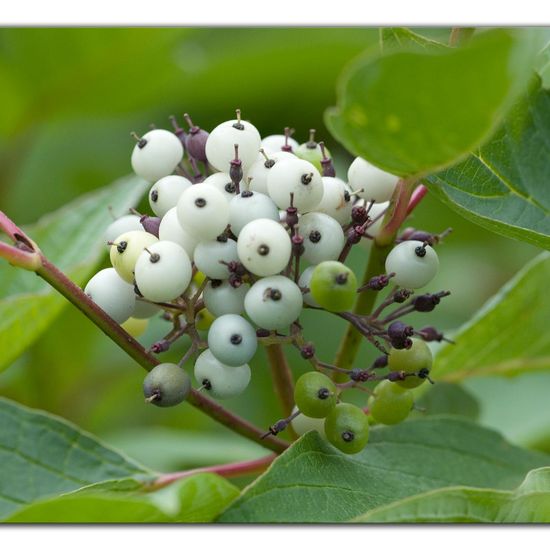 Cornus sericea: Plant in habitat Grassland in the NatureSpots App