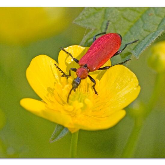 Cardinal beetle: Animal in habitat Grassland in the NatureSpots App