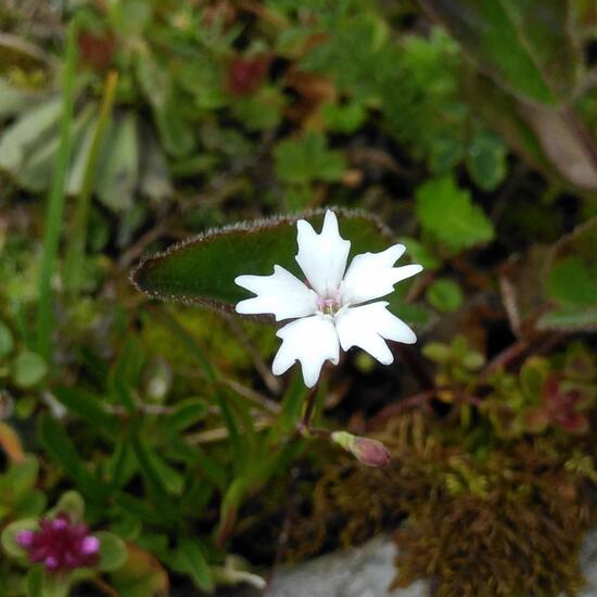 Heliosperma pusillum: Pflanze im Habitat Felsgebiet in der NatureSpots App