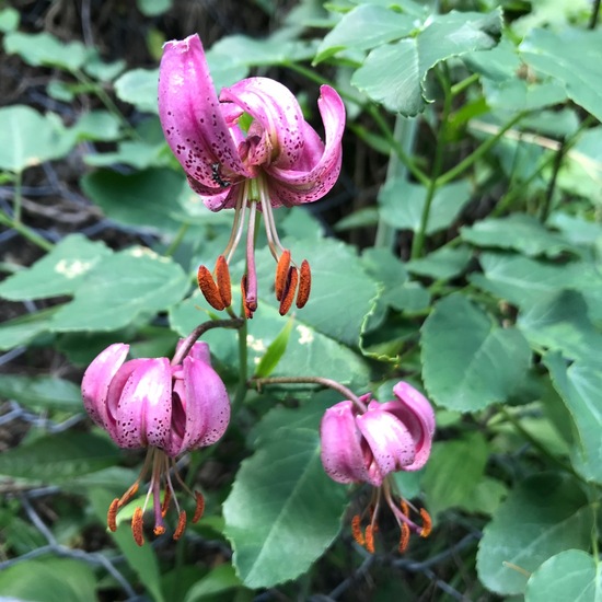 Lilium martagon: Plant in habitat Rock areas in the NatureSpots App