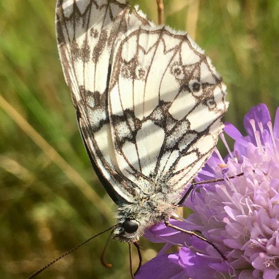 Melanargia galathea: Animal in habitat Agricultural meadow in the NatureSpots App