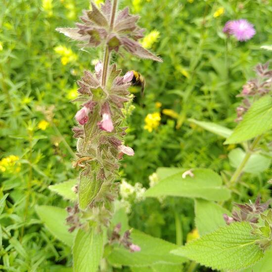 Stachys alpina: Plant in habitat Temperate forest in the NatureSpots App