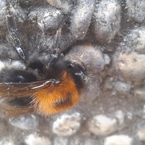 Bombus hypnorum: Animal in habitat City and Urban in the NatureSpots App