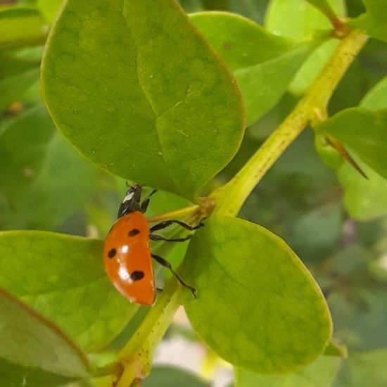 Siebenpunkt-Marienkäfer: Tier in der Natur in der NatureSpots App