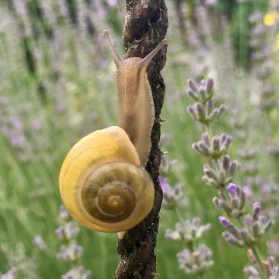 White-lipped snail: Animal in habitat Garden in the NatureSpots App