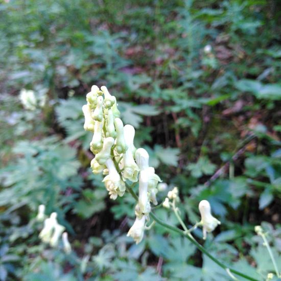 Aconitum lycoctonum: Plant in habitat Temperate forest in the NatureSpots App