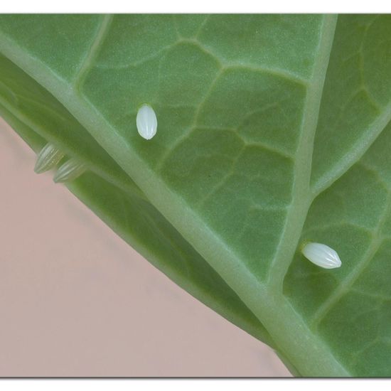 Kleiner Kohlweißling: Tier im Habitat Garten in der NatureSpots App