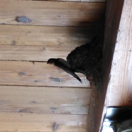 Barn Swallow: Animal in habitat Living space or Indoor in the NatureSpots App