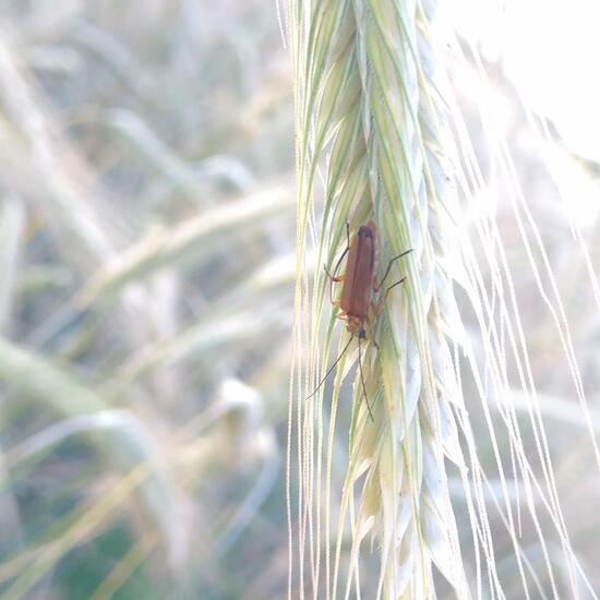 Common red soldier beetle: Animal in habitat Crop cultivation in the NatureSpots App