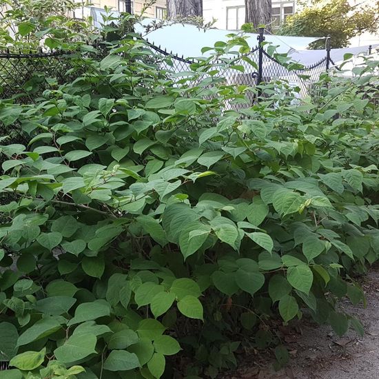 Fallopia japonica: Pflanze im Habitat Park in der NatureSpots App