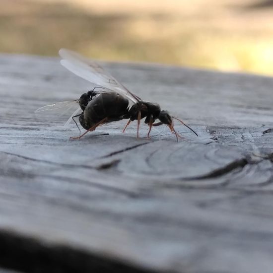 Black garden ant: Animal in habitat Flowerbed in the NatureSpots App