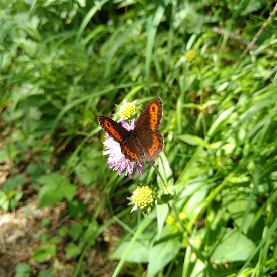 Weißbindiger Mohrenfalter: Tier im Habitat Wald der gemäßigten Breiten in der NatureSpots App