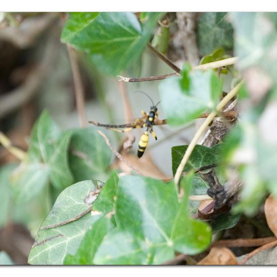 Ichneumon xanthorius: Tier im Habitat Garten in der NatureSpots App