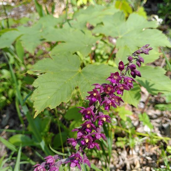 Dark red helleborine: Plant in habitat Temperate forest in the NatureSpots App