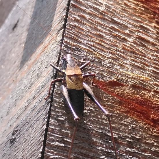 Dark bush-cricket: Animal in habitat Temperate forest in the NatureSpots App