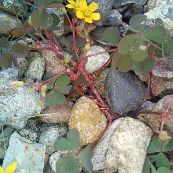 Oxalis corniculata: Plant in habitat Garden in the NatureSpots App