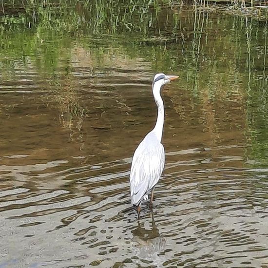 Grey Heron: Animal in habitat River in the NatureSpots App