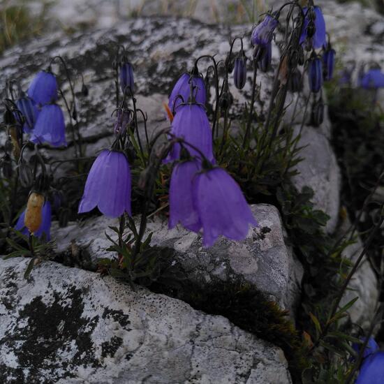 Zwerg-Glockenblume: Pflanze im Habitat Felsgebiet in der NatureSpots App