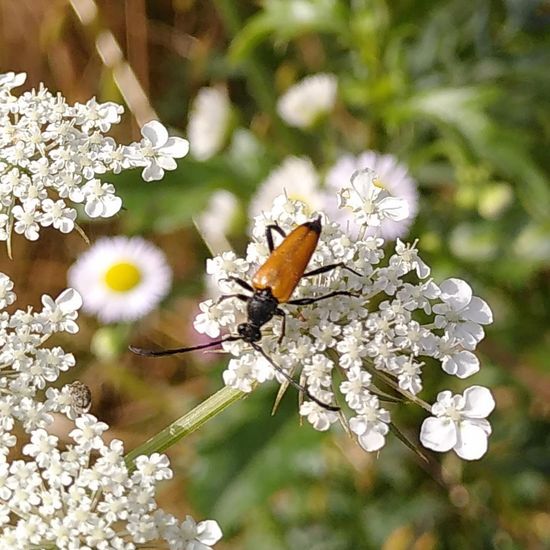 Stictoleptura fulva: Animal in habitat Park in the NatureSpots App