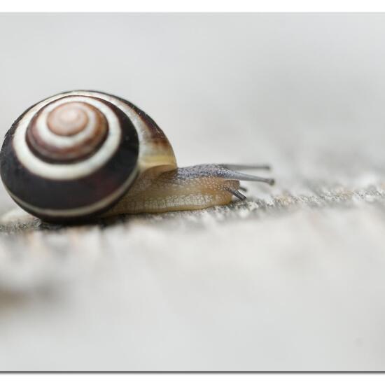 Hain-Bänderschnecke: Tier im Habitat Garten in der NatureSpots App