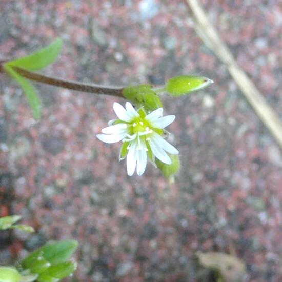 Cerastium: Plant in habitat Road or Transportation in the NatureSpots App